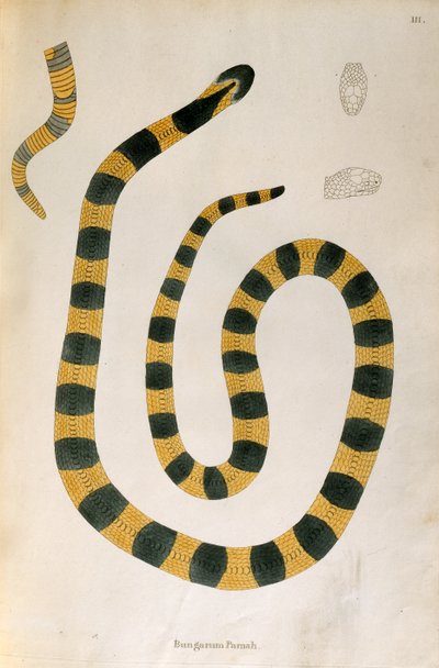 Serpent Bungarum Pamah de Un Compte Rendu des Serpents Indiens collectés sur la Côte de Coromandel par Patrick Russell, Londres, 1796 - English School