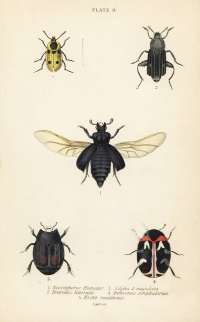Coléoptère nécrophore, Nicrophorus humator 1, coléoptères nécrophages, Necrodes littoralis 2, Dendroxena quadrimaculata 3, coléoptère des tapis, Anthrenus scrophulariae 4, et Hister quadrimaculatus var - English School