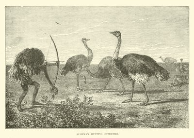 Bushman chassant des autruches - English School