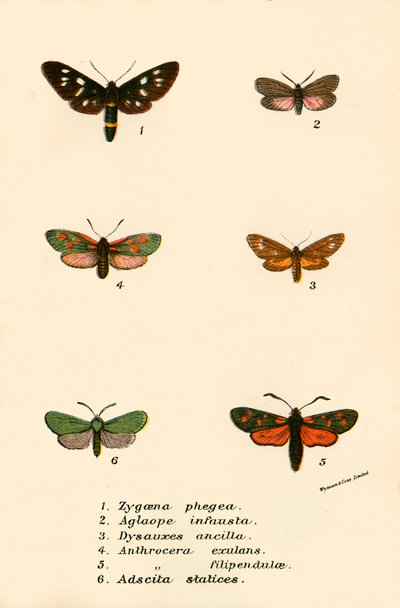 Papillons - English School