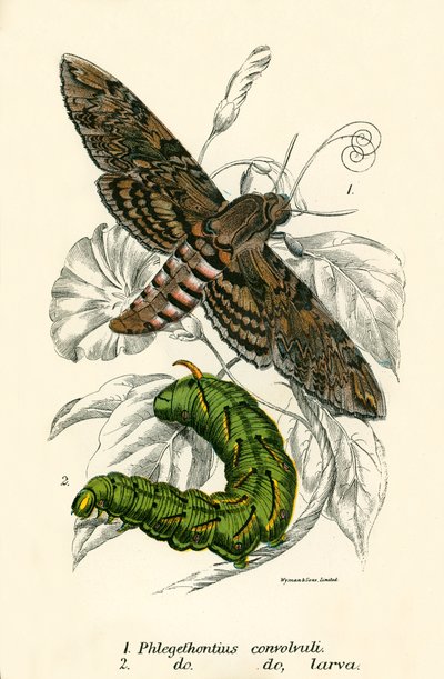 Papillons - English School