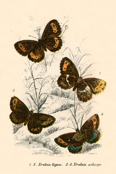 Papillons - English School
