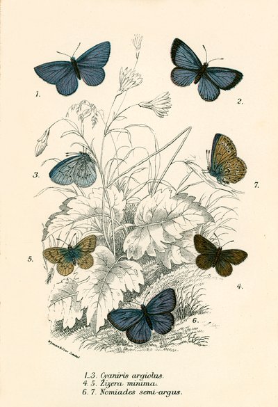 Papillons - English School