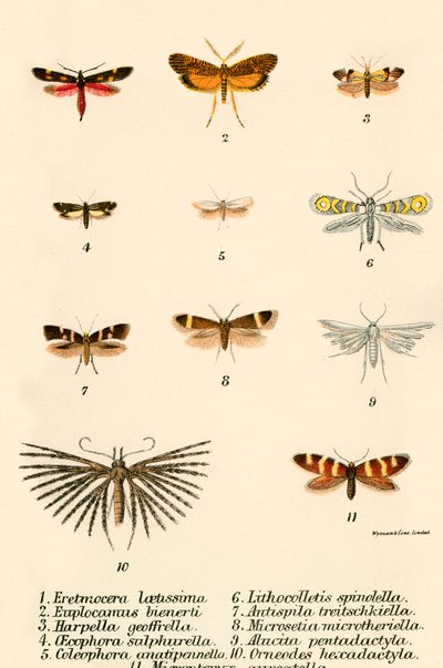 Papillons - English School