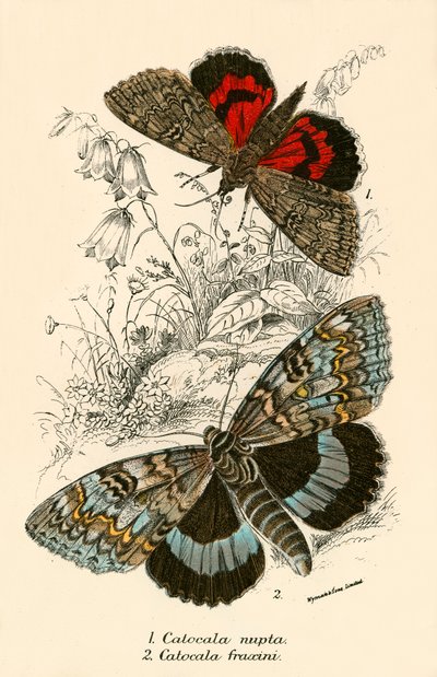 Papillons - English School