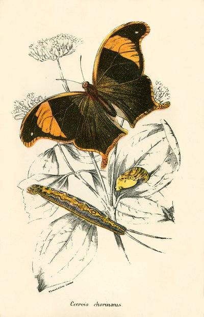 Papillons - English School