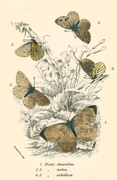 Papillons - English School