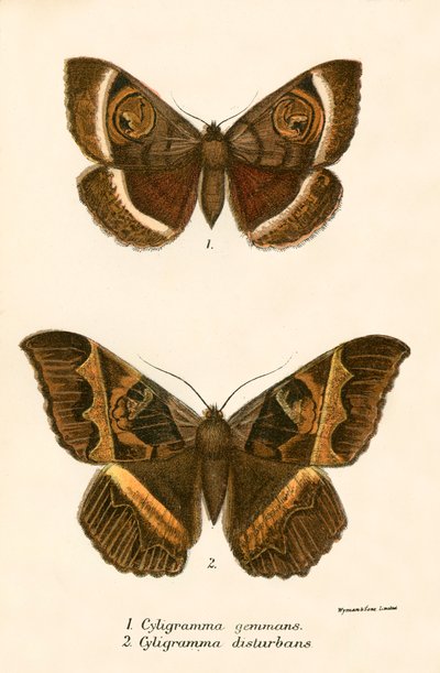 Papillons - English School