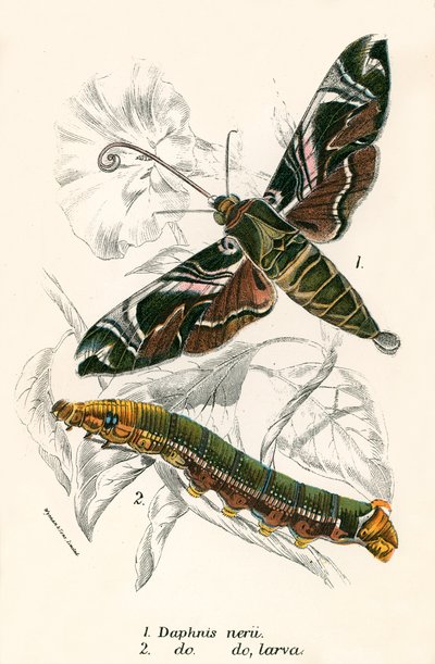 Papillons - English School