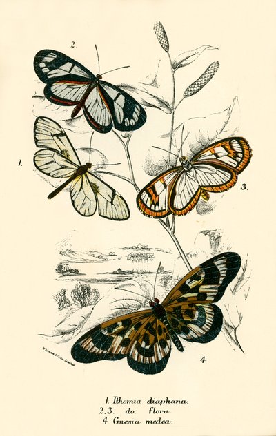 Papillons - English School