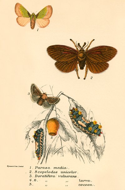 Papillons - English School