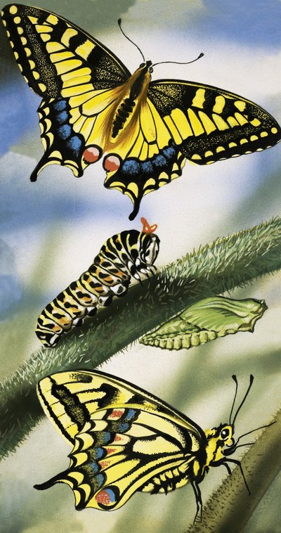 Papillons - English School