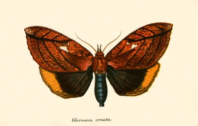 Papillons - English School