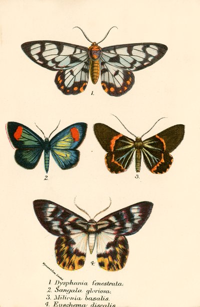 Papillons - English School