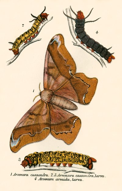 Papillons - English School