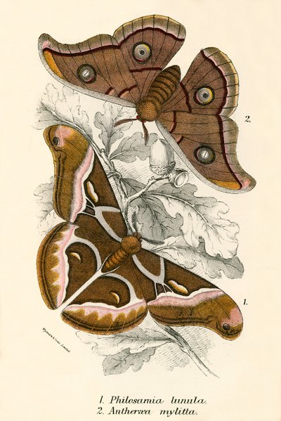 Papillons - English School