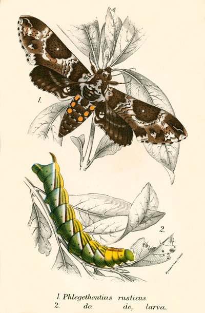 Papillons - English School