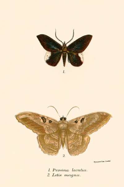 Papillons - English School