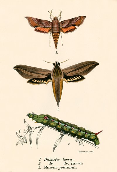 Papillons - English School