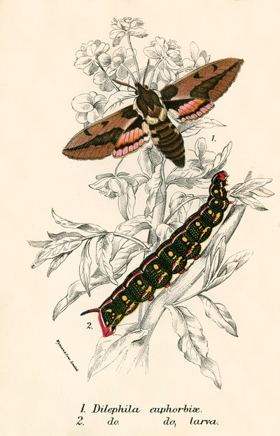 Papillons - English School