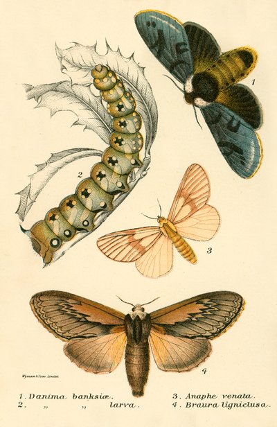 Papillons - English School