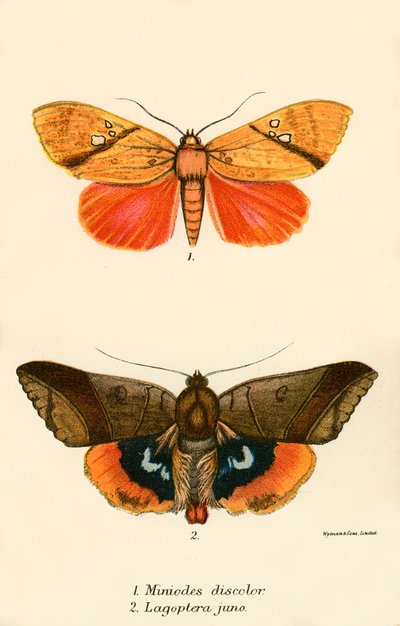 Papillons - English School
