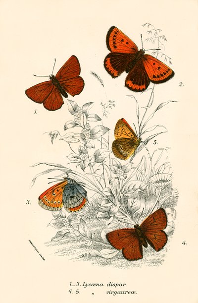 Papillons - English School