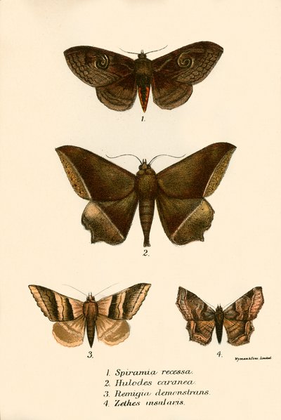 Papillons - English School