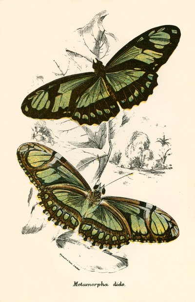 Papillons - English School