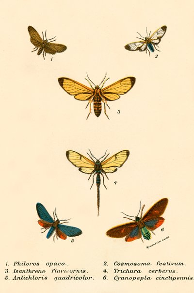 Papillons - English School