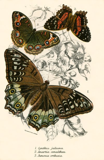 Papillons - English School