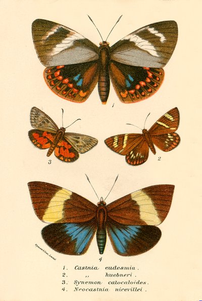 Papillons - English School