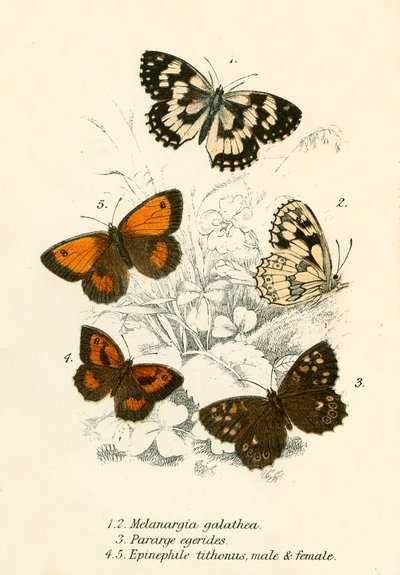 Papillons - English School