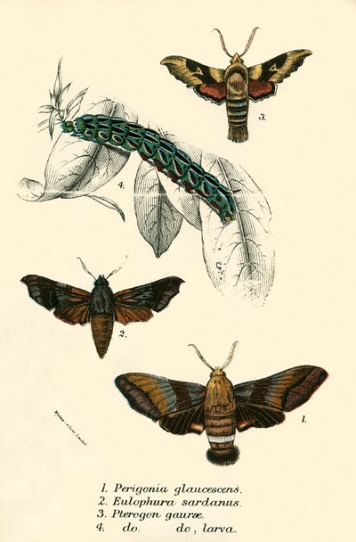 Papillons - English School