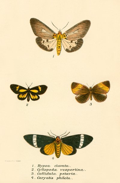 Papillons - English School