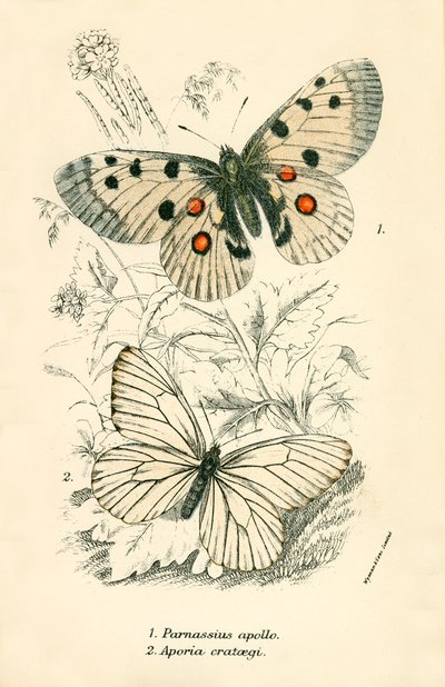 Papillons - English School