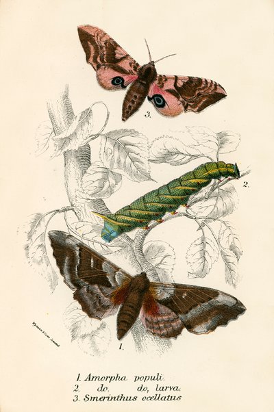 Papillons - English School