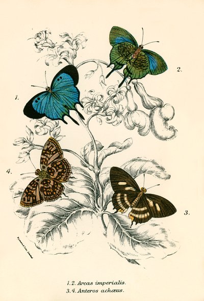 Papillons - English School