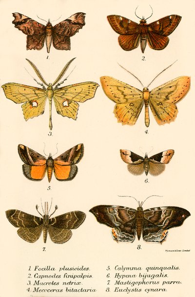 Papillons - English School