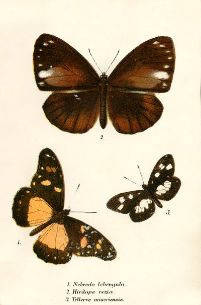 Papillons - English School