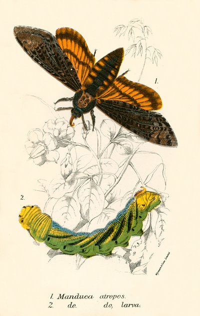 Papillons - English School