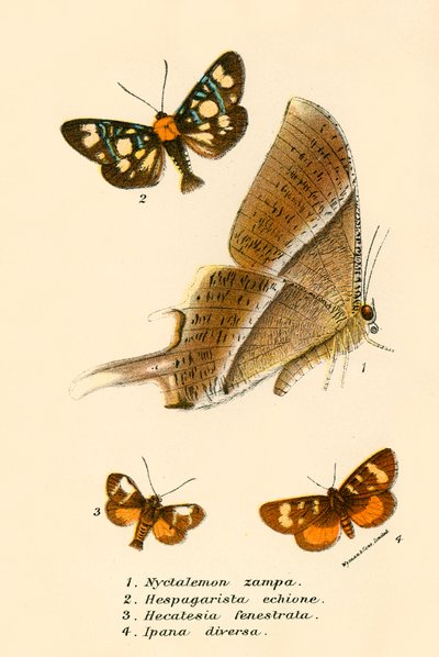 Papillons - English School