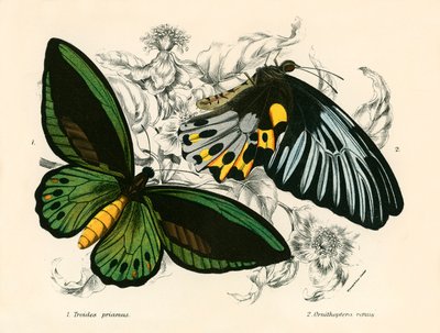 Papillons - English School