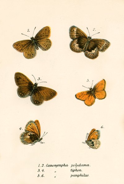 Papillons - English School