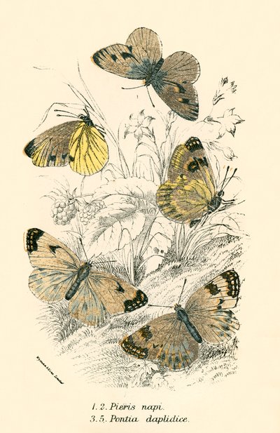 Papillons - English School