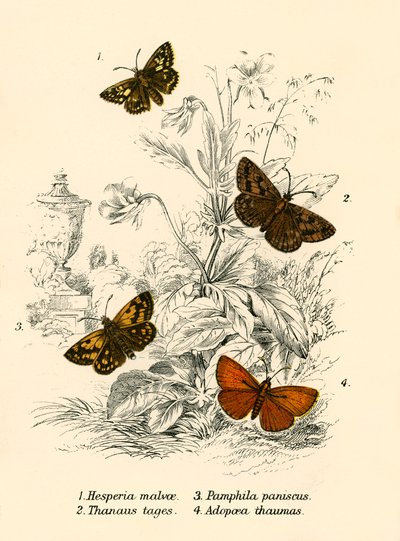 Papillons - English School