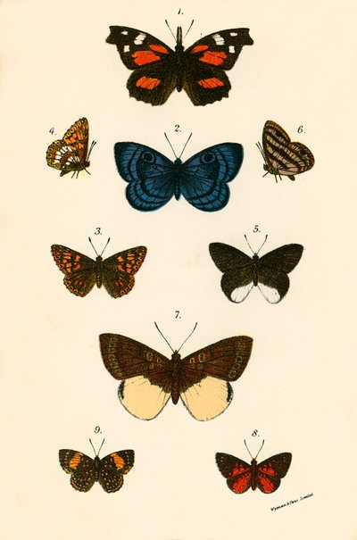 Papillons - English School