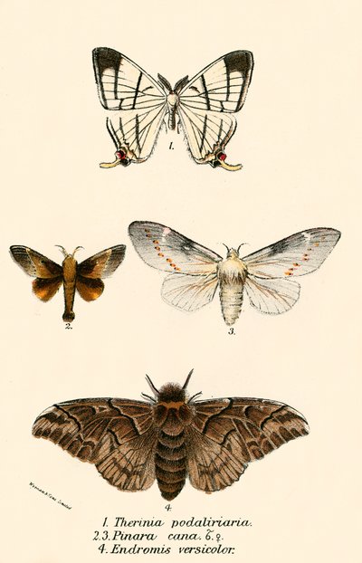 Papillons - English School