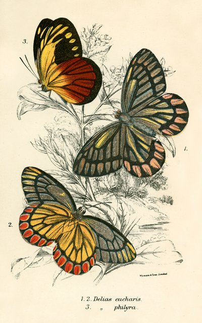 Papillons - English School