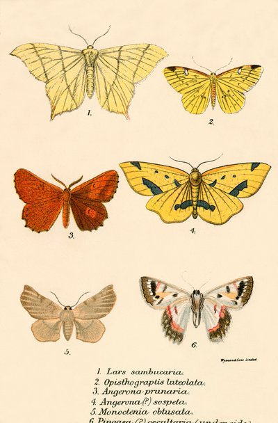 Papillons - English School
